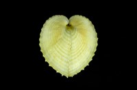 藏品(雞心蛤)的圖片